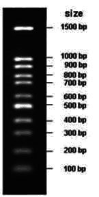 100-1500bp DNA Marker, Original Form