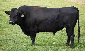 Bò Wagyu được nuôi như thế nào mà thịt lại đắt như vậy?