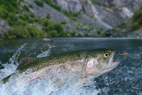 Hành Trình Kỳ Diệu Của Loài Cá Được Yêu Thích Nhất – Câu Chuyện Về Cá Hồi
