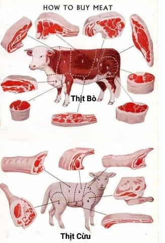 Hướng Dẫn Chọn Thịt Bò & Cừu Chuẩn Ngon – Mẹo Từ Nippon