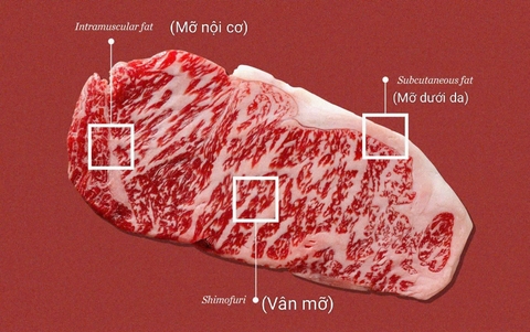 19 Thuật Ngữ Về Bò Wagyu Bạn Cần Biết – Hiểu Đúng, Chọn Đúng