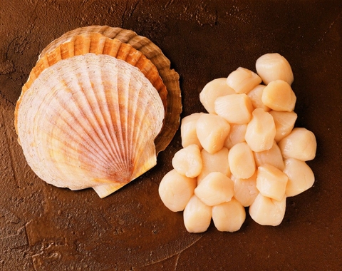 Scallop – Loài Sò Điệp Được Yêu Thích Nhất Trong Ẩm Thực Cao Cấp