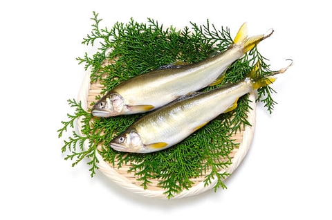 Cá Ayu Nhật Bản Có Trứng