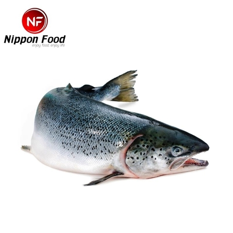 ca hoi nauy nguyen con 1