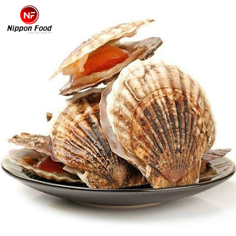 Sò Điệp Nguyên Vỏ Nhật