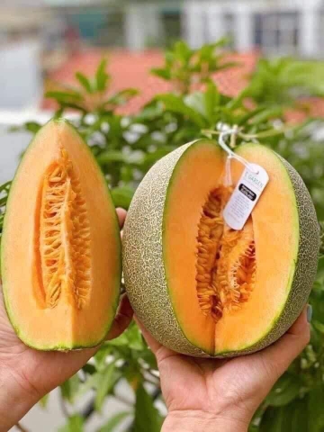 Dưa lưới (dưa Mật) E-garden premium