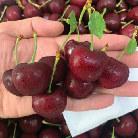 Cherry Chuối Canada sz 9.5