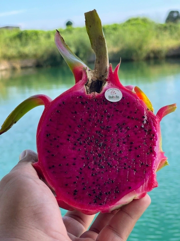 Thanh long ruột tím hồng Vietgap/Globalgap