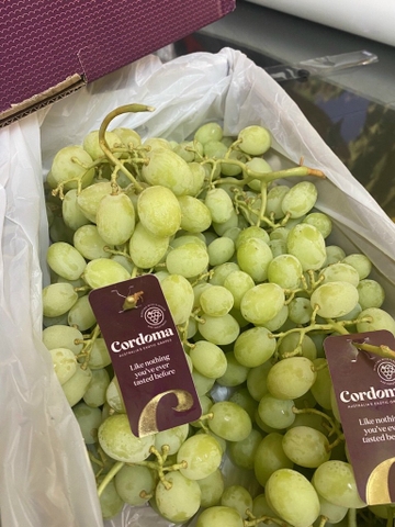 Nho xanh Úc Cordoma