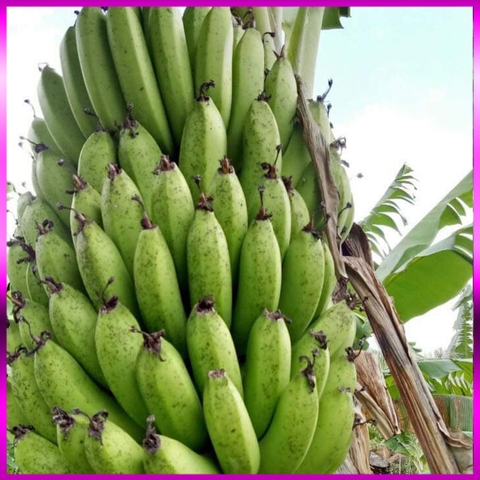 Chuối Laba Đà Lạt