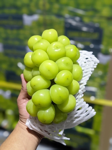 Nho xanh Shine Muscat