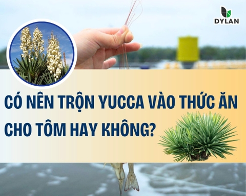 Có nên trộn Yucca vào thức ăn cho tôm hay không ?