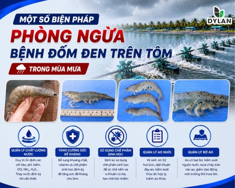 Một số biện pháp phòng ngừa bệnh đốm đen trên tôm trong mùa mưa