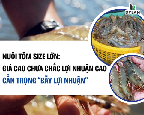 Nuôi tôm size lớn: Giá cao chưa chắc lợi nhuận cao – Cẩn trọng “bẫy lợi nhuận”