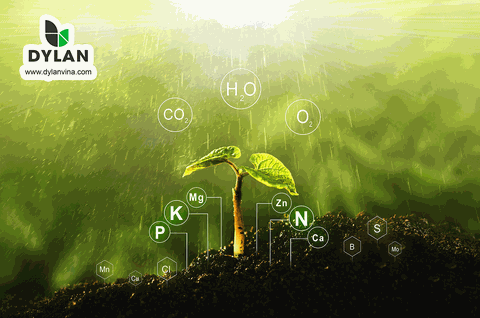 Tỷ lệ C/N là gì ? Công thức tính và cách lựa chọn phân bón phù hợp từ tỷ lệ C/N