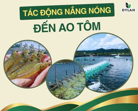 Tác động của thời tiết nắng nóng đến ao tôm và giải pháp nuôi tôm trong mùa nắng nóng