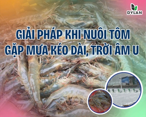 GIẢI PHÁP KHI NUÔI TÔM GẶP MƯA KÉO DÀI, TRỜI ÂM U