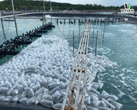 Khung lịch thả giống nuôi tôm hiệu quả cho từng khu vực năm 2025