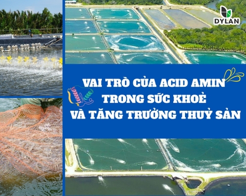 Vai trò của axit amin trong sức khỏe và tăng trưởng thủy sản