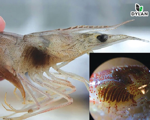 Tôm bị Đen Mang do đâu ?