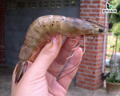 Bệnh đốm đen trên tôm