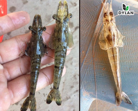 Bệnh vểnh mang ( Soldier Cap Disorder) trên tôm