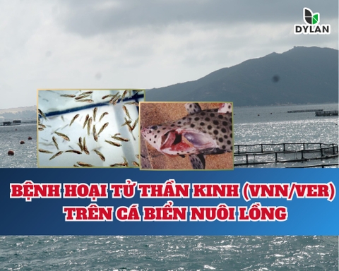 BỆNH HOẠI TỬ THẦN KINH (VNN/VER) TRÊN CÁ BIỂN NUÔI LỒNG