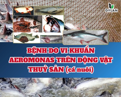 BỆNH DO VI KHUẨN AEROMONAS TRÊN ĐỘNG VẬT THỦY SẢN (CÁ NUÔI)