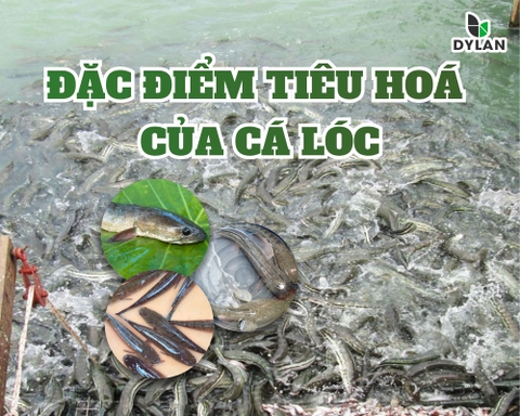 🐟 Đặc điểm tiêu hóa của cá lóc (Channa striata)