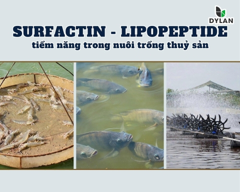 Surfactin – Lipopeptide tiềm năng trong nuôi trồng thủy sản