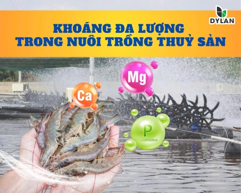 Khoáng đa lượng trong nuôi trồng thủy sản: Vai trò của Canxi (Ca), Phospho (P) và Magie (Mg)
