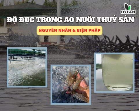 Độ Đục Trong Ao Nuôi Thủy Sản – Nguyên Nhân Và Biện Pháp Xử Lý Hiệu Quả