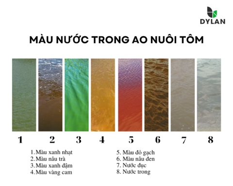 Màu nước nào tốt cho nuôi tôm