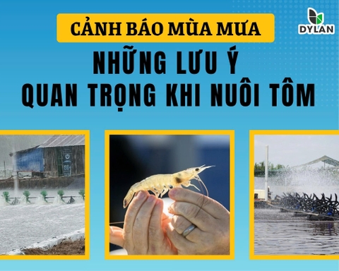 Oxy hòa tan trong ao nuôi và lợi ích của việc sục khí