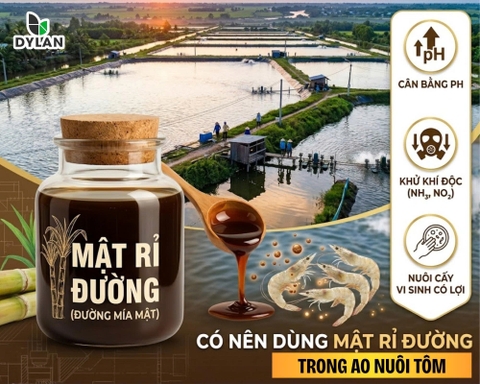 Có nên dùng mật rỉ đường (đường mía mật) trong ao nuôi tôm?