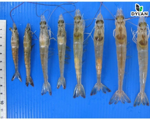 Cách phòng và chữa EHP, bệnh vi bào tử trùng trên tôm