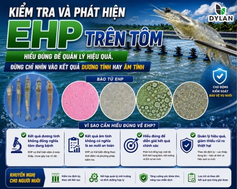 Kiểm tra và phát hiện EHP trên tôm: Hiểu đúng để quản lý hiệu quả, đừng chỉ nhìn vào kết quả dương tính hay âm tính