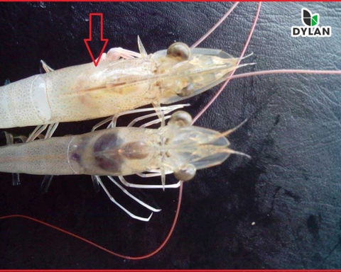 Bệnh hội chứng chết sớm “ EMS”