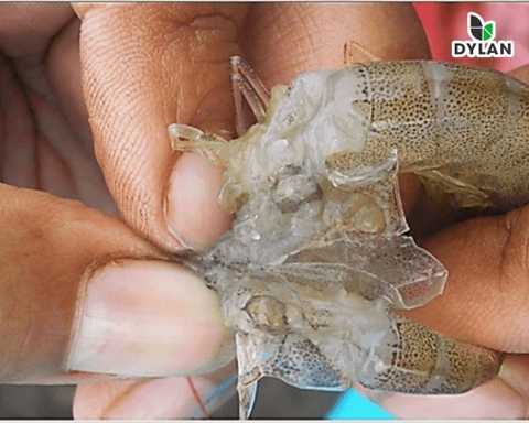 Phác đồ trị bệnh EMS trên tôm