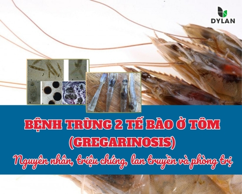 BỆNH TRÙNG HAI TẾ BÀO Ở TÔM (GREGARINOSIS): NGUYÊN NHÂN – TRIỆU CHỨNG – LAN TRUYỀN – PHÒNG TRỊ