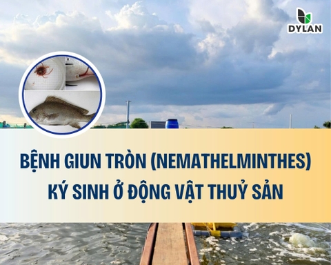 Bệnh giun tròn (Nemathelminthes) ký sinh ở động vật thủy sản