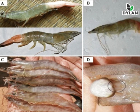 Bệnh đục cơ do virus - Bệnh hoại tử mô dưới da và cơ quan tạo máu (IHHNV)