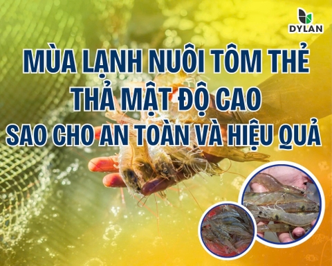 MÙA LẠNH NUÔI TÔM THẺ – THẢ MẬT ĐỘ SAO CHO AN TOÀN VÀ HIỆU QUẢ ?