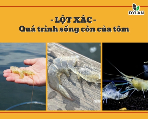 Kích Thích Lột Xác Không Đúng Chu Kỳ Ở Tôm – Quá trình sống còn của tôm