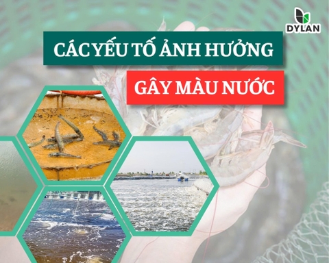 Các Yếu Tố Ảnh Hưởng Đến Việc Gây Màu Nước Cho Ao Nuôi