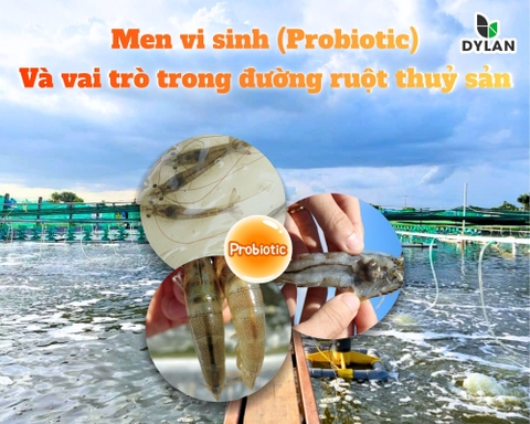 Men vi sinh (Probiotic) và vai trò trong đường ruột thủy sản