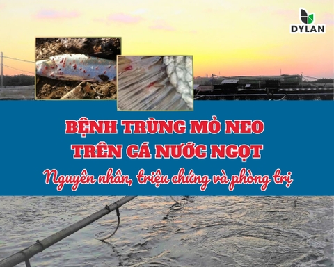 TRÙNG MỎ NEO TRÊN CÁ NƯỚC NGỌT (LERNAEOSIS) – NGUYÊN NHÂN, TRIỆU CHỨNG VÀ CÁCH PHÒNG TRỊ HIỆU QUẢ