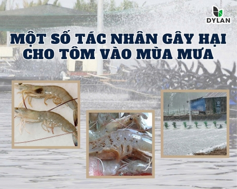 Một số tác nhân thường gây hại cho tôm vào mùa mưa