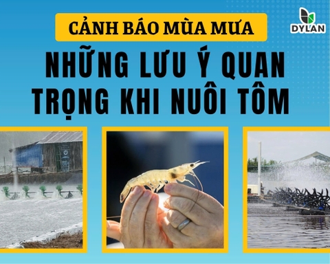 Cảnh Báo Mùa Mưa: Những Lưu Ý Quan Trọng Khi Nuôi Tôm