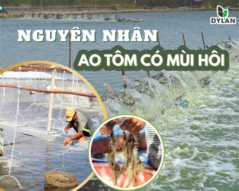 Một số nguyên nhân gây ô nhiễm làm ao tôm có mùi hôi